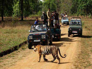 Gurgaon Jim Corbett Tempo Traveller