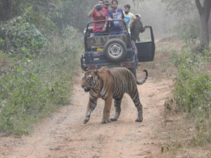 sariska-national-park